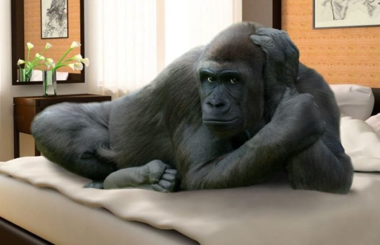 Gorilla lying on bed